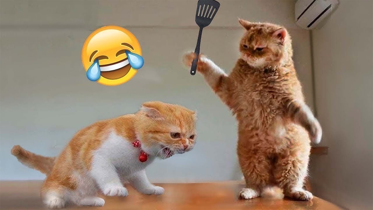 1 Hour Of Funniest Cats Videos That Will Make You Laugh 7 Funny 