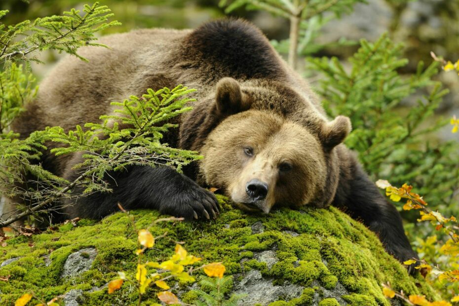 14 Sch tzenswerte Tiere Der Alpen Bergwelten
