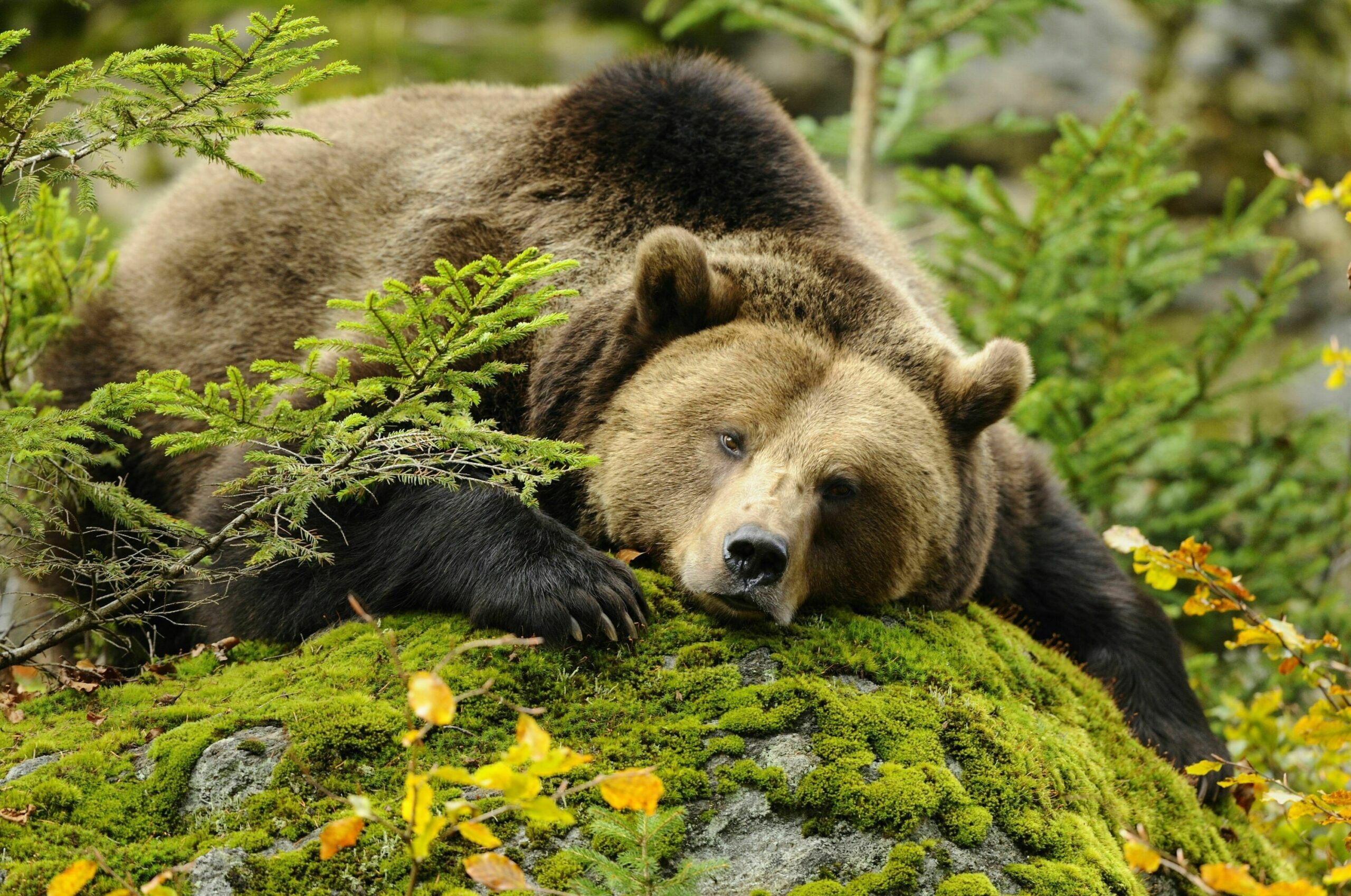 14 Sch tzenswerte Tiere Der Alpen Bergwelten
