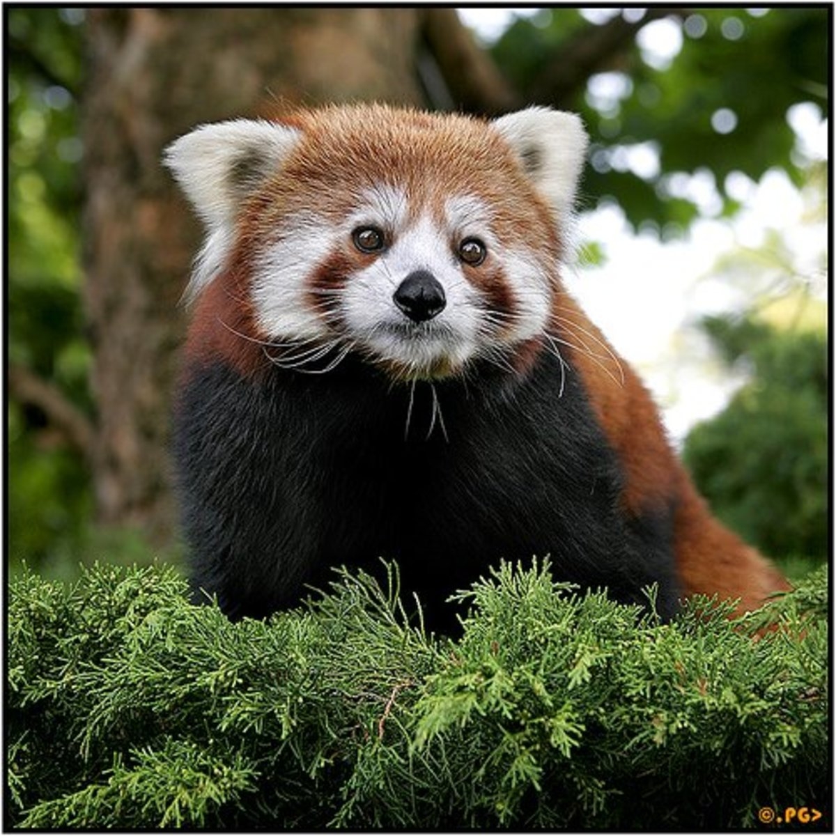 25 Most Amazing And Unusual Animals On Earth HubPages