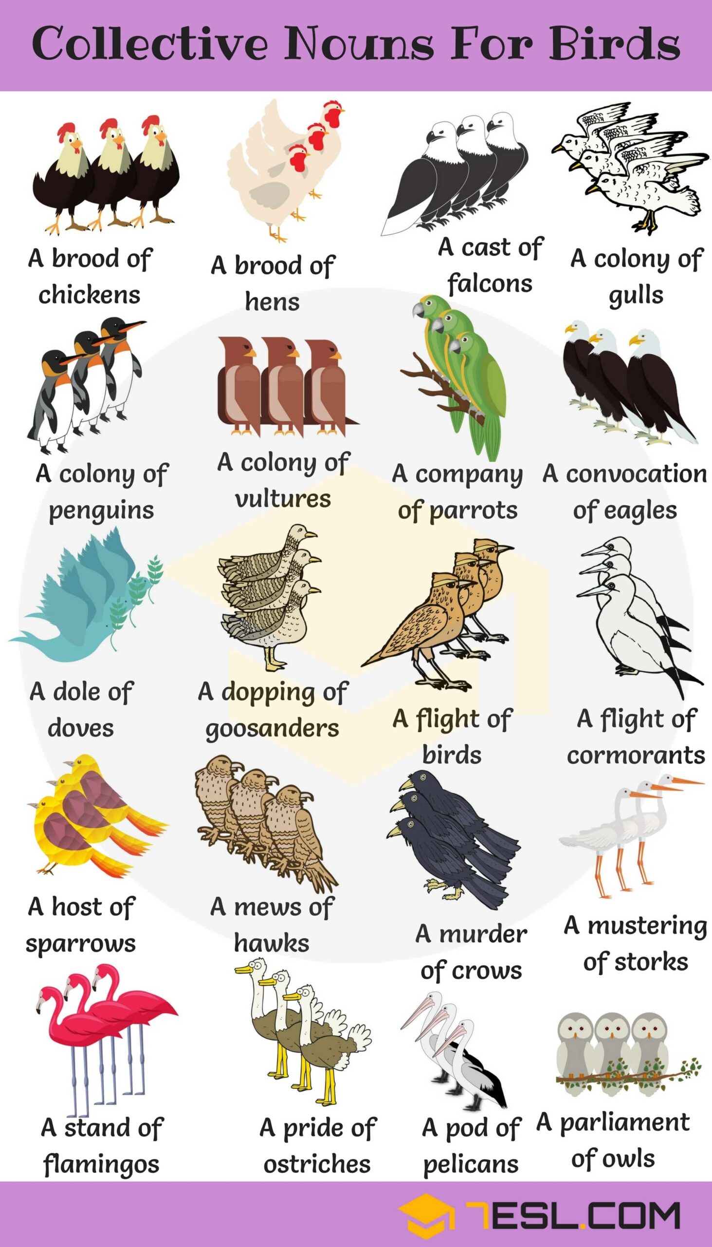 unusual collective nouns for animals