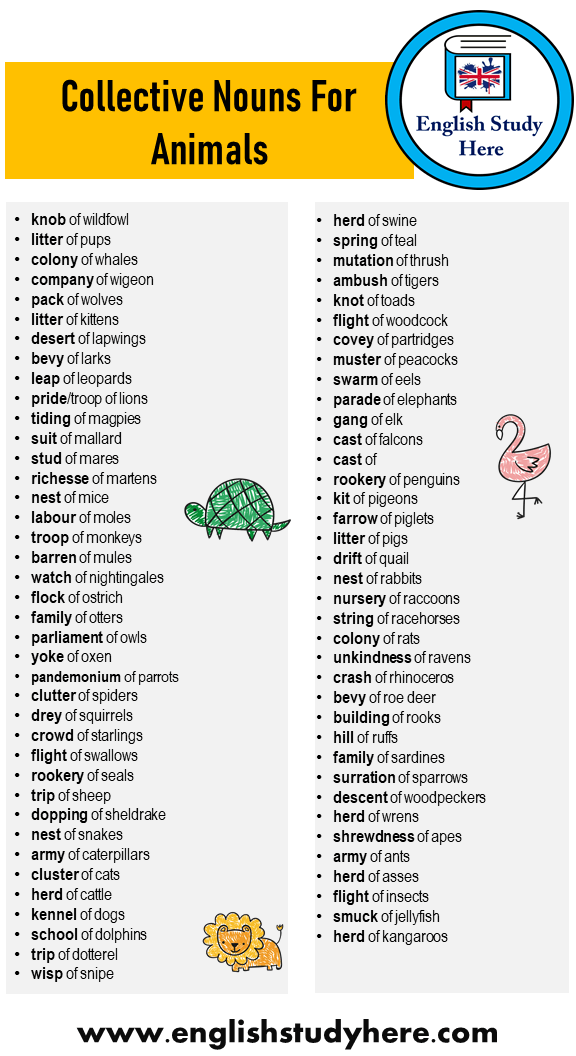  75 Collective Nouns For Animals Word List English Study Here