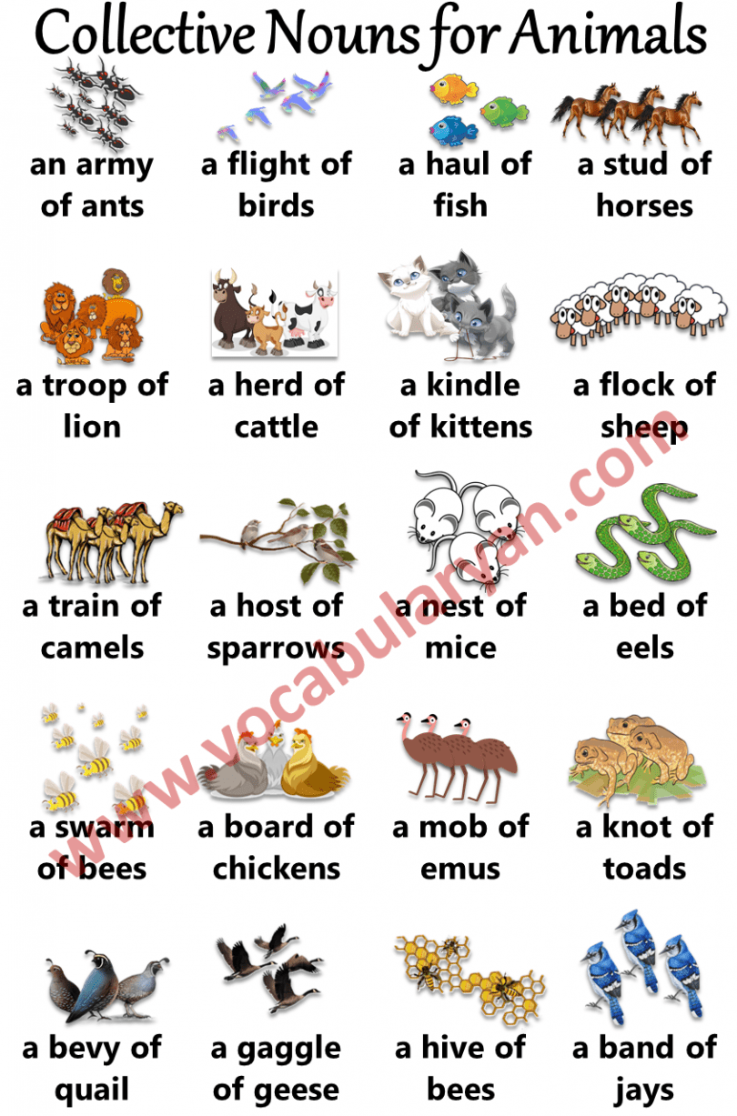 collective nouns of animals list