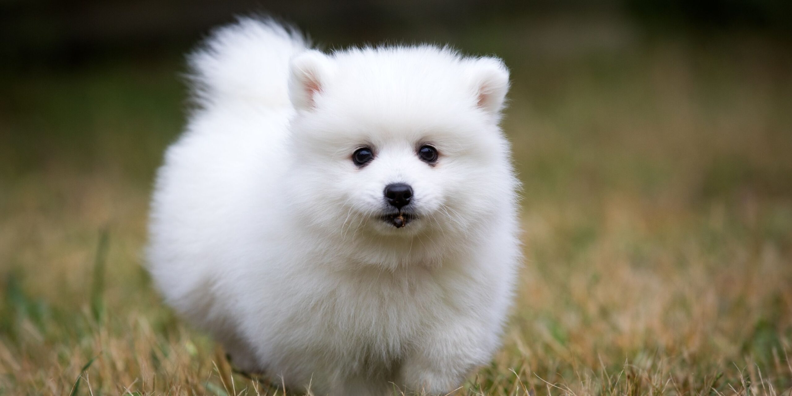 All White Small Dog Breeds