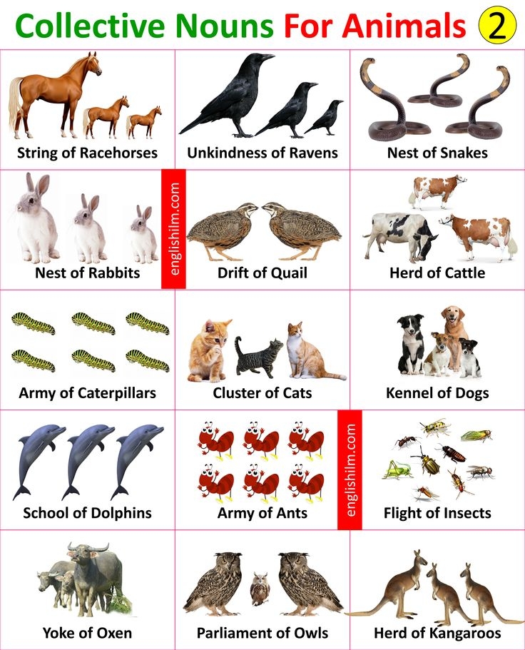 Animal Group Names Collective Nouns For Animals With Images 