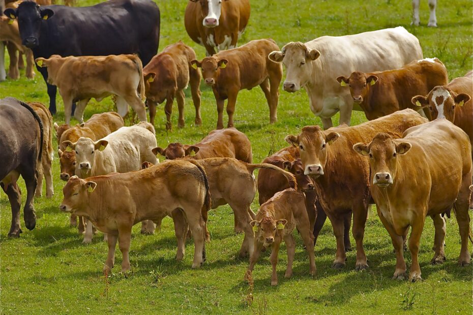 Autumn Management Of The Suckler Herd Agriland ie