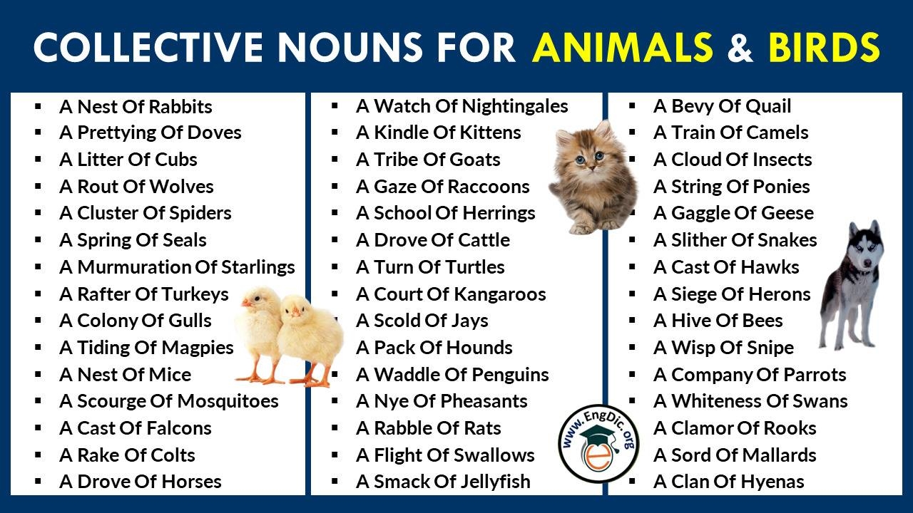 Bird Collective Nouns Archives EngDic