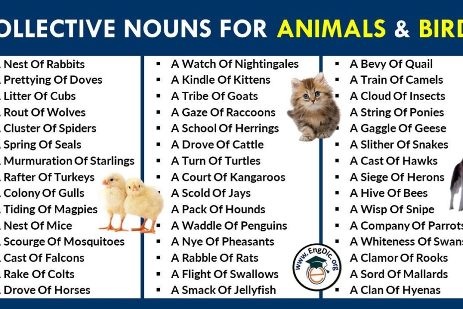 Bird Collective Nouns Archives EngDic