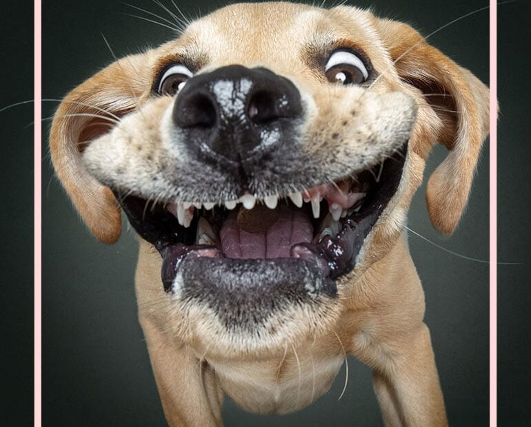 Christian Vieler Takes Viral Funny faced Dog Photos For A Living And