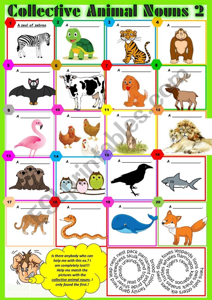 animal collective nouns