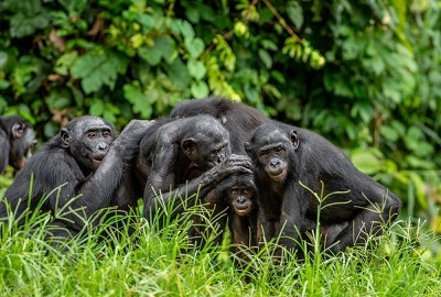 Collective Noun For Apes