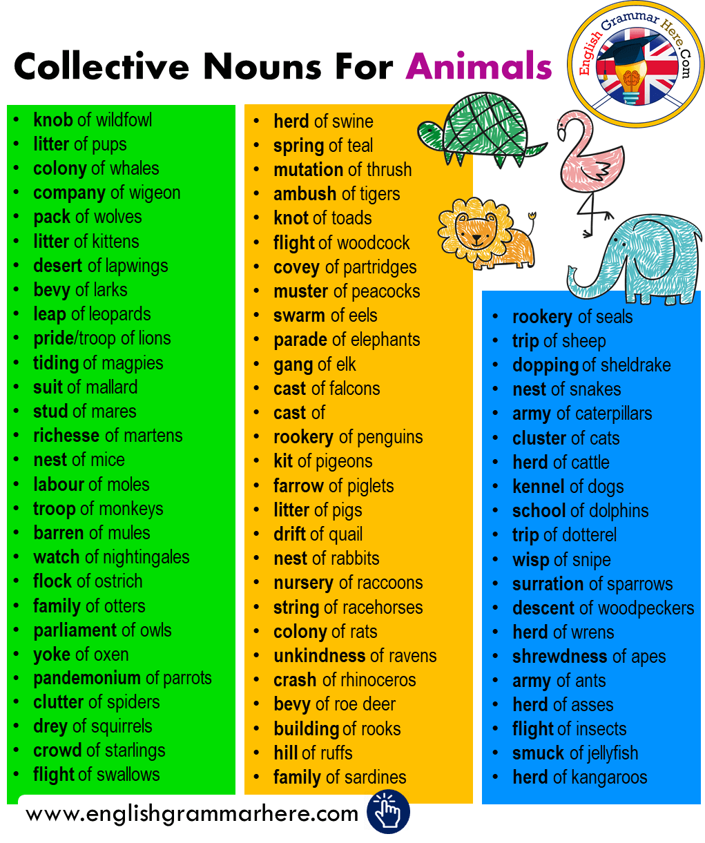 Collective Noun For Cats Collective Nouns List In English English 