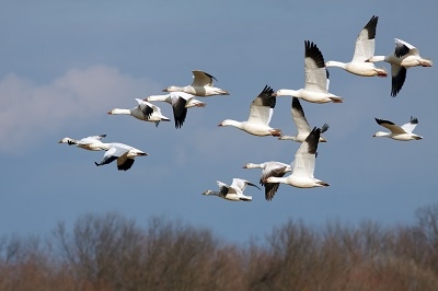 Collective Noun For Geese