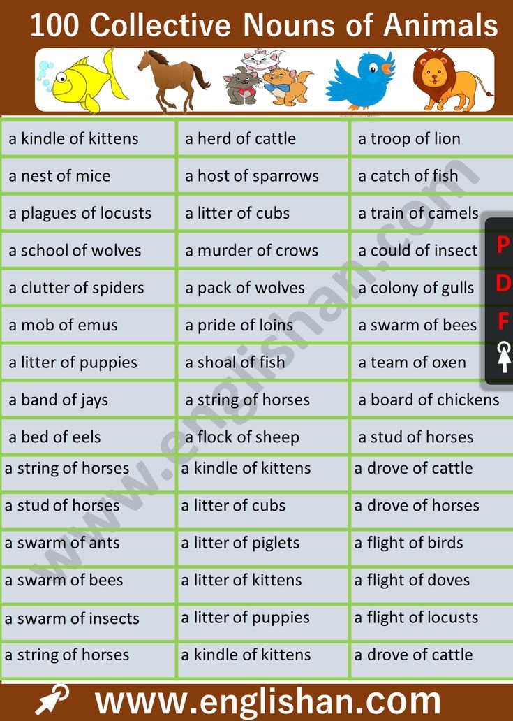 Collective Nouns Animals Examples