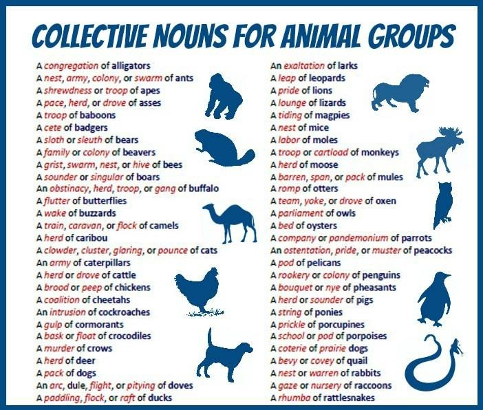 animal collective nouns list