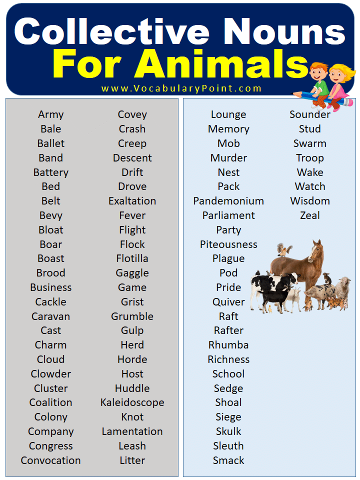 Collective Nouns For Animals With Meaning And Examples Vocabulary Point