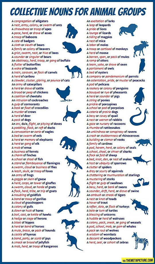 Collective Nouns For Animals 