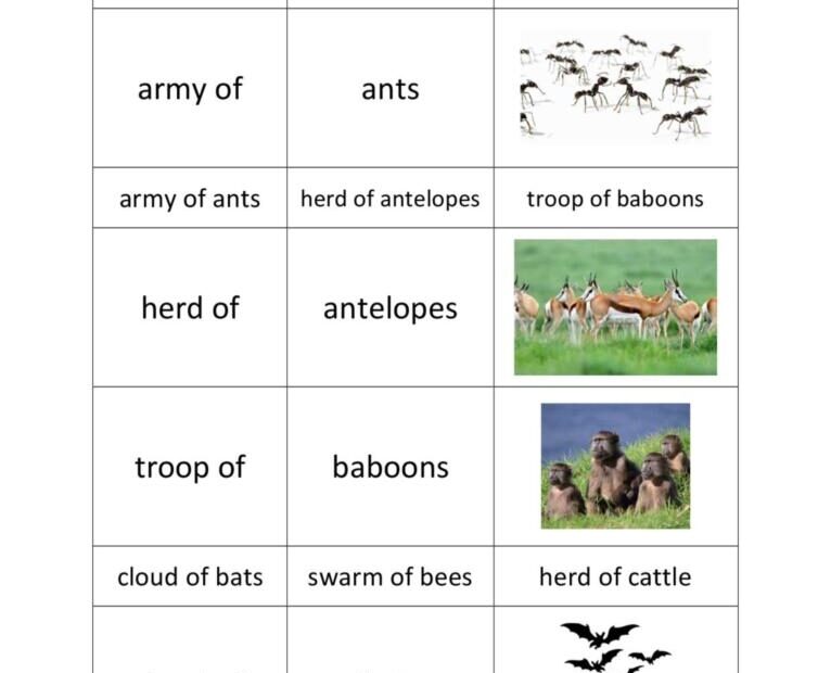 Collective Nouns Of Animals English ESL Worksheets Pdf Doc