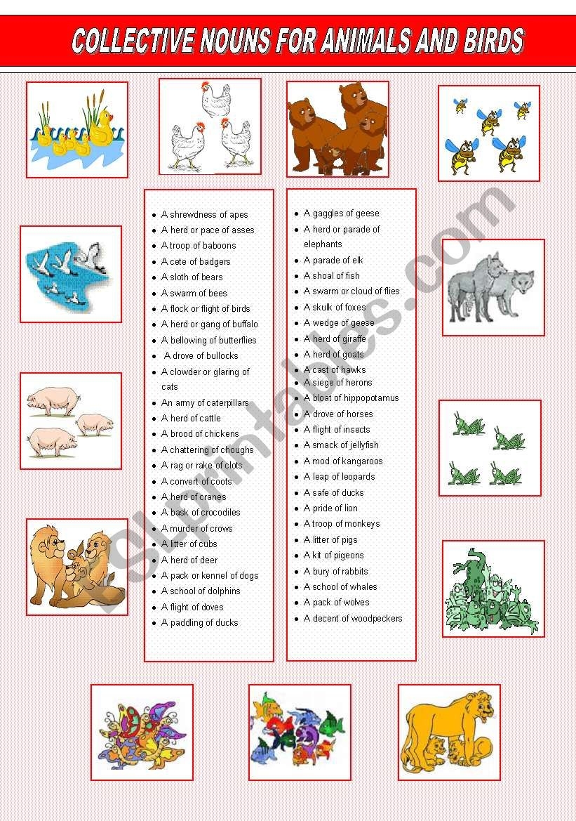English Worksheets Collective Names For Animals And Birds