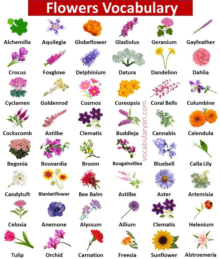 Flowers Vocabulary A Z PDF All Flowers Name Flower Names Flowers 