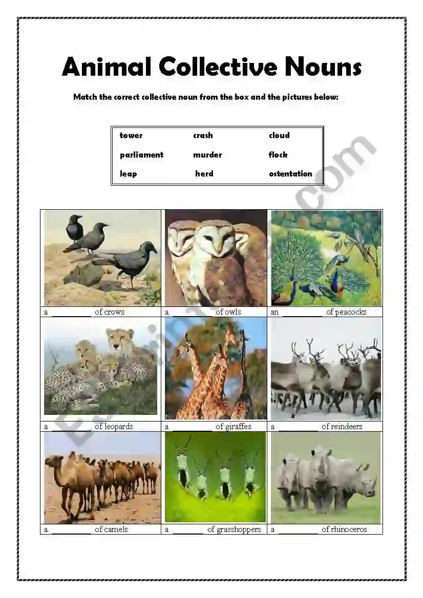 Group Of Bears Collective Nouns Animals
