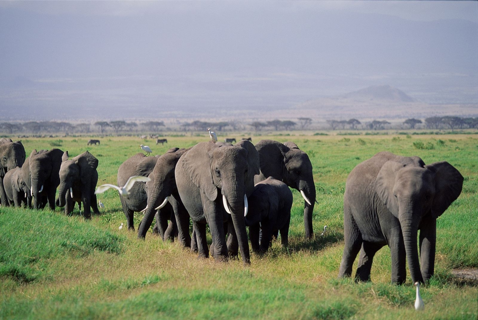 Herd Biology Britannica