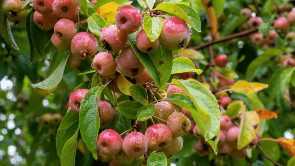 How To Identify Crabapple Trees Easily Randy Lemmon