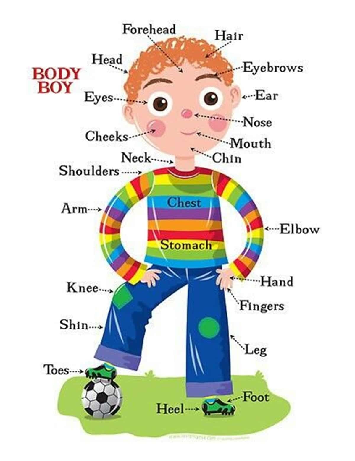 Human Body Parts And Internal Body Parts Vocabulary ESLBUZZ