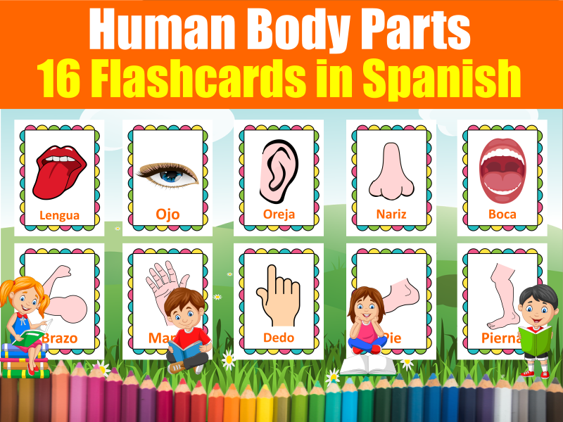 Human Body Parts Flash Cards In Spanish 16 Printable Spanish 
