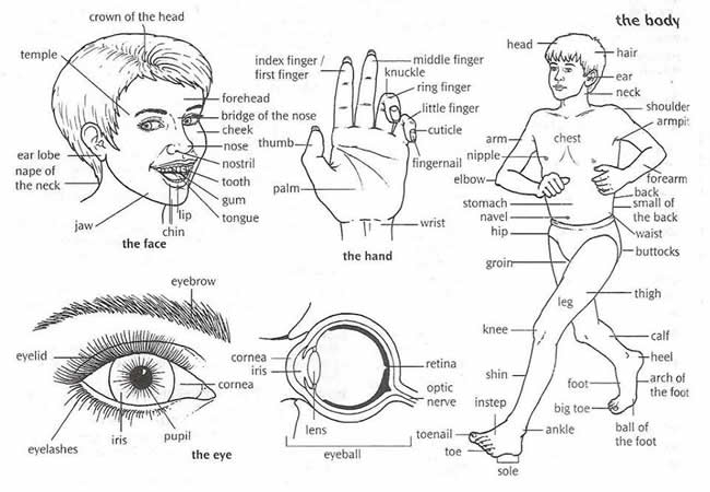 Human Body Parts Vocabulary English Learn Site