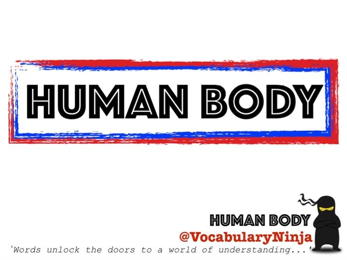 human body vocabulary list