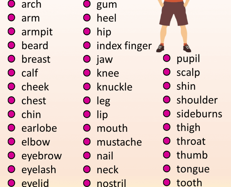 Human Body Vocabulary List Archives English Grammar Here