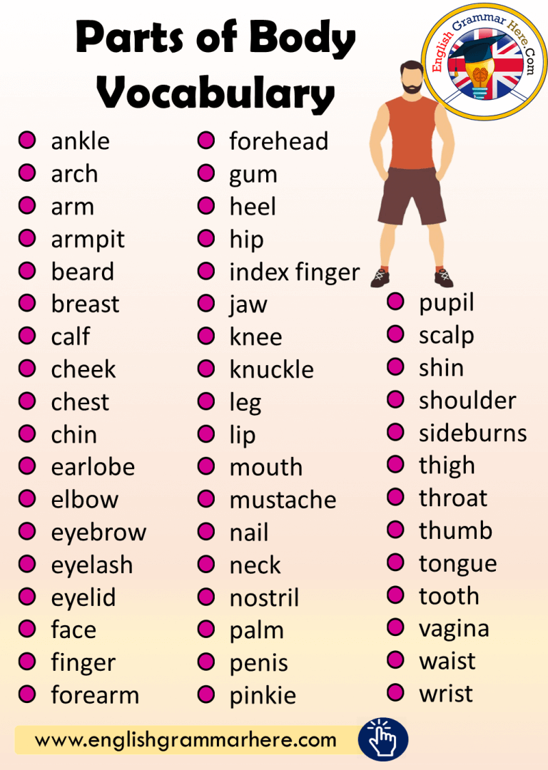 Human Body Vocabulary List Archives English Grammar Here