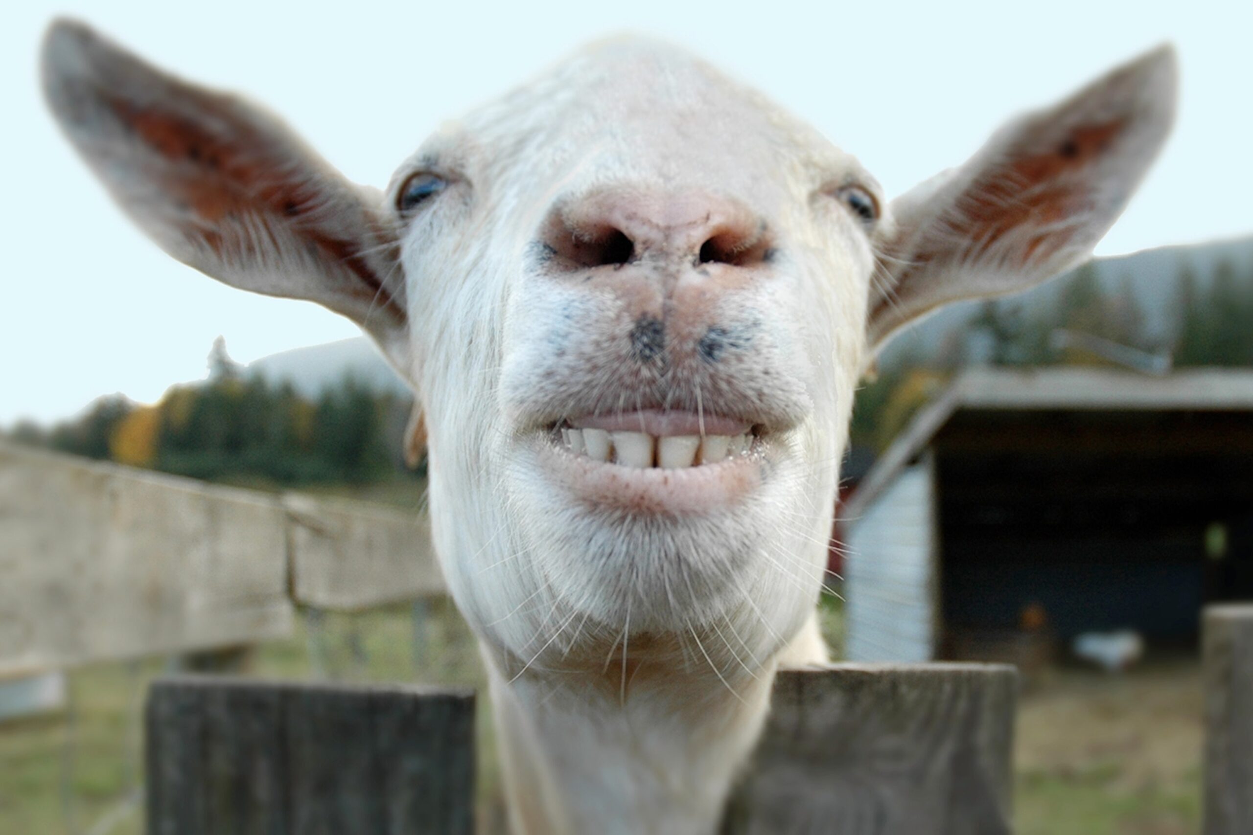 funny collective nouns animals