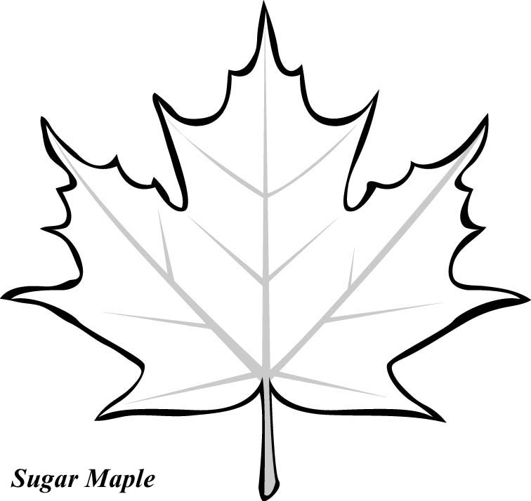 Leaf Tracers 6 Free PDF Printables Printablee