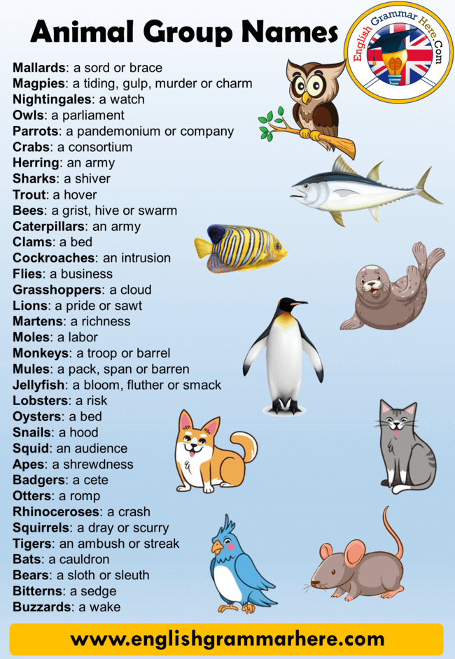 Names For Groups Of Animals Definition And 90 Animals Names Group List 