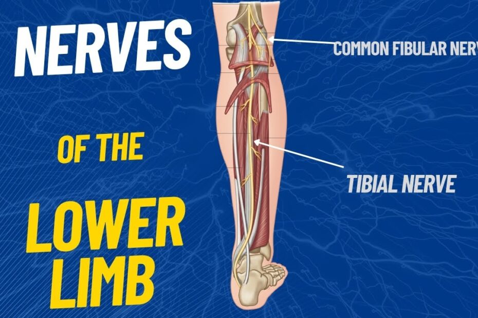 Nerves Of The Lower Limb Lower Leg Plantecuador