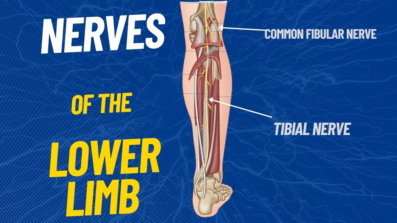 Nerves Of The Lower Limb Lower Leg Plantecuador