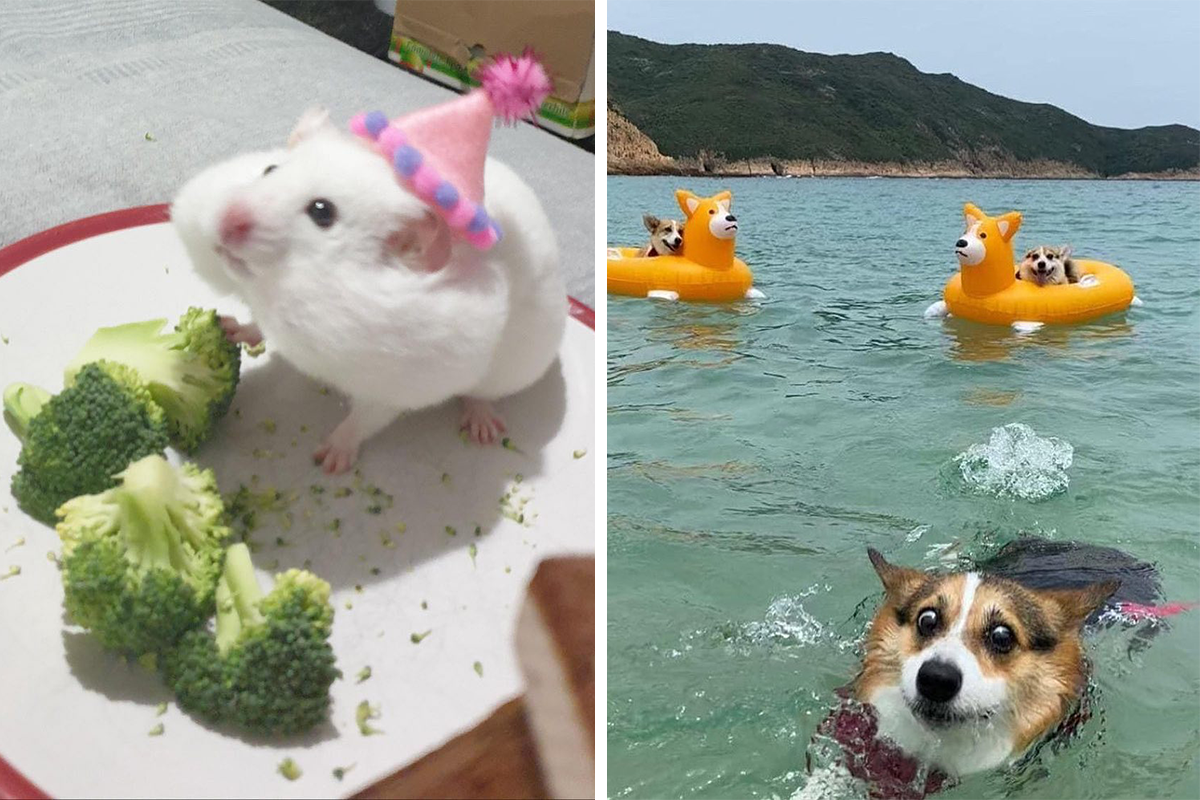 Silly Animal Picture