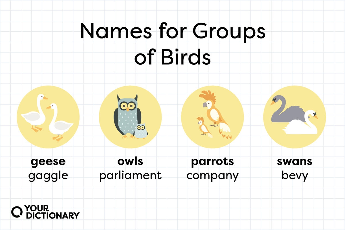 groups of animals called list