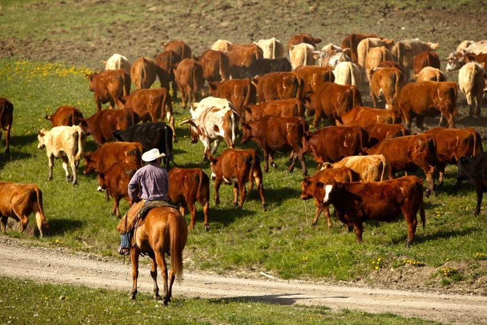 is herd a collective noun