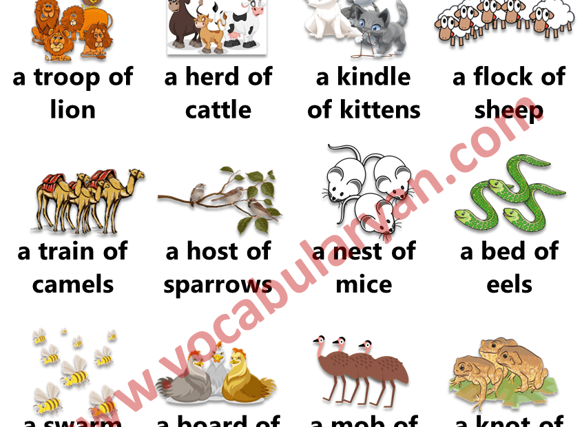 Unusual Collective Nouns For Animals Wolfknow