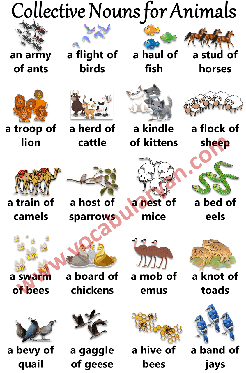 Unusual Collective Nouns For Animals Wolfknow