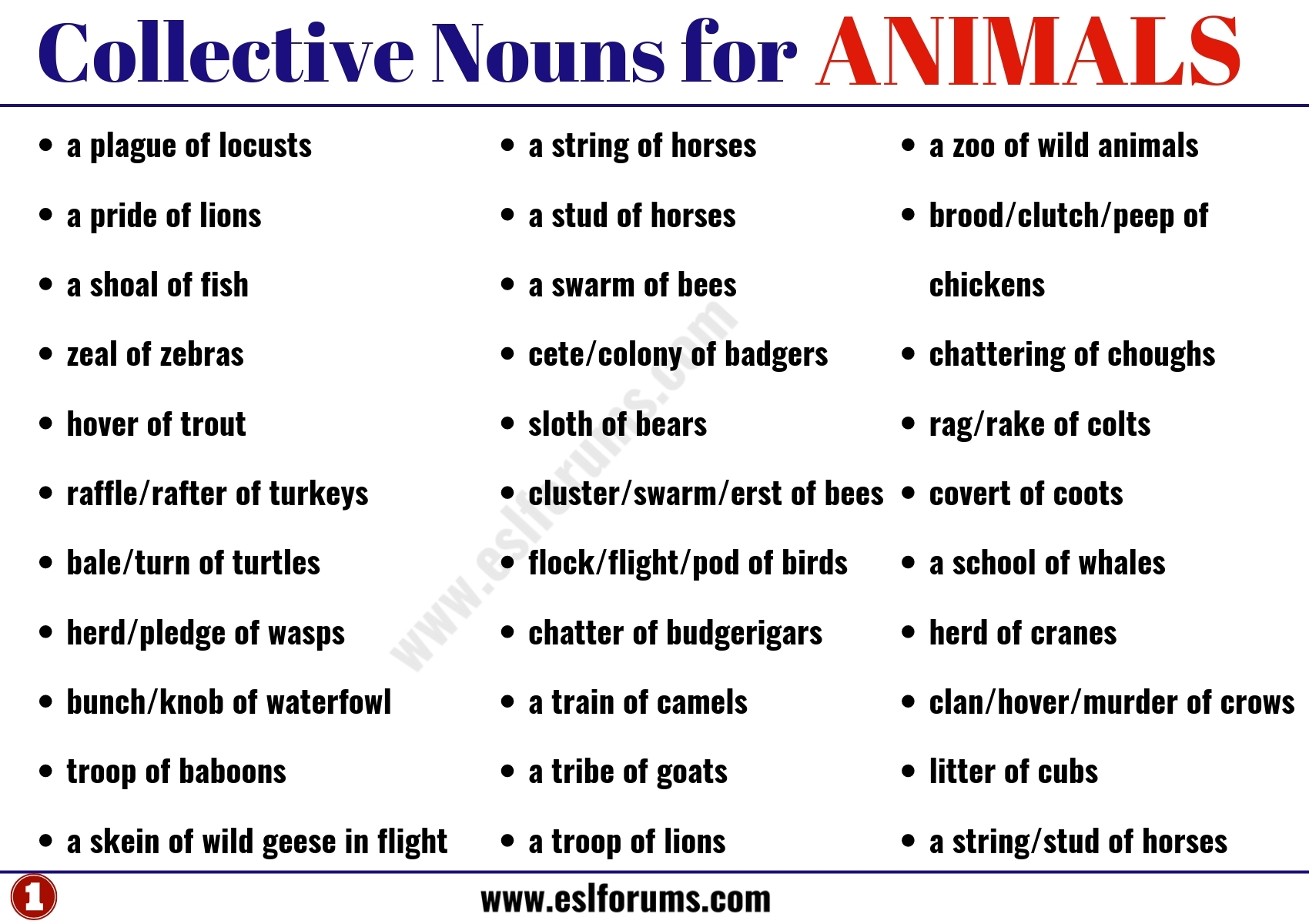 Useful Collective Nouns For Animals In English ESL Forums