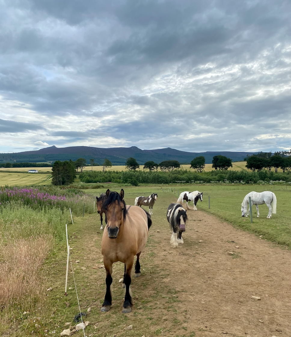 What Is A Group Of Horses Called Strathorn
