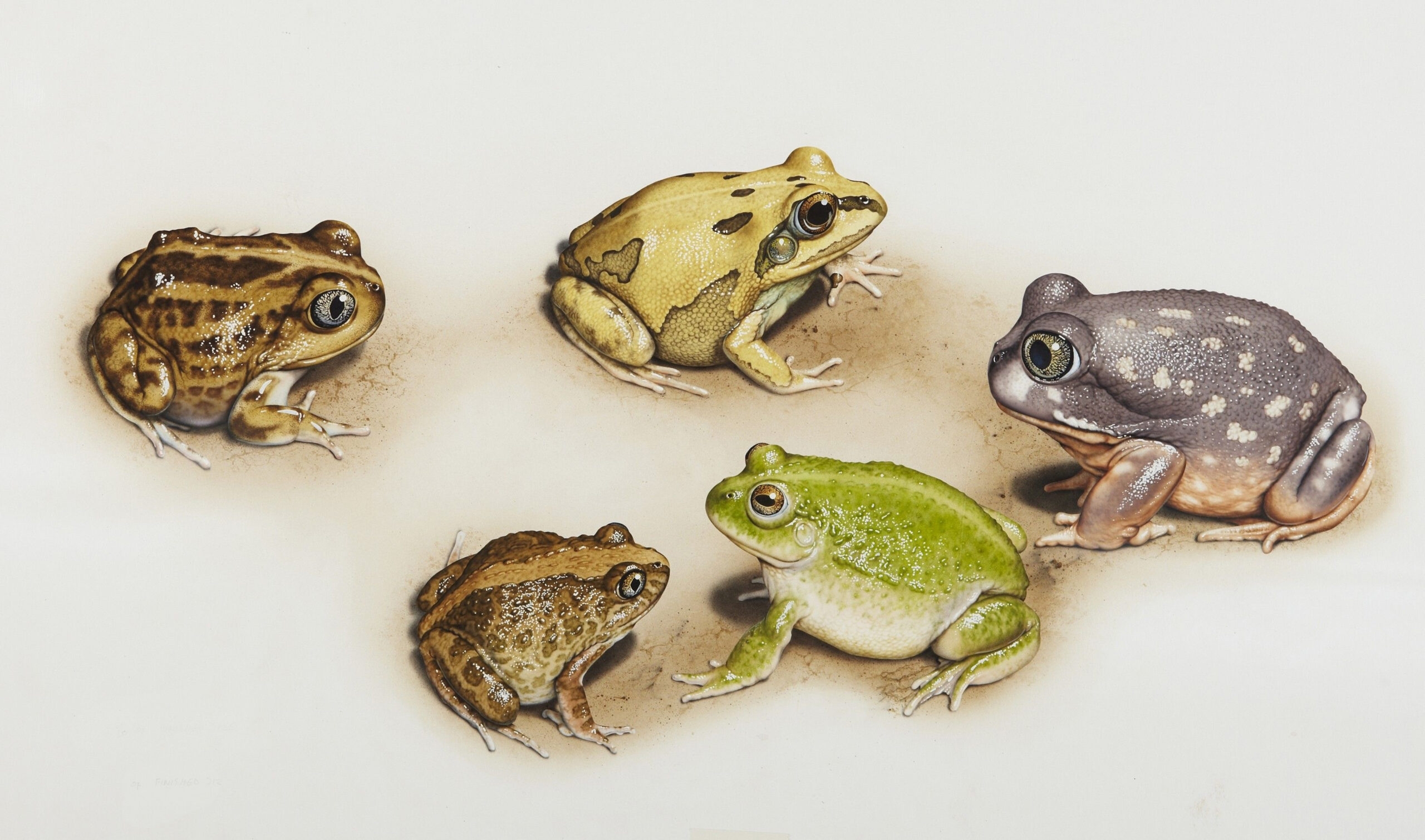 20 Australian Frogs You Need To Know About Australian Geographic