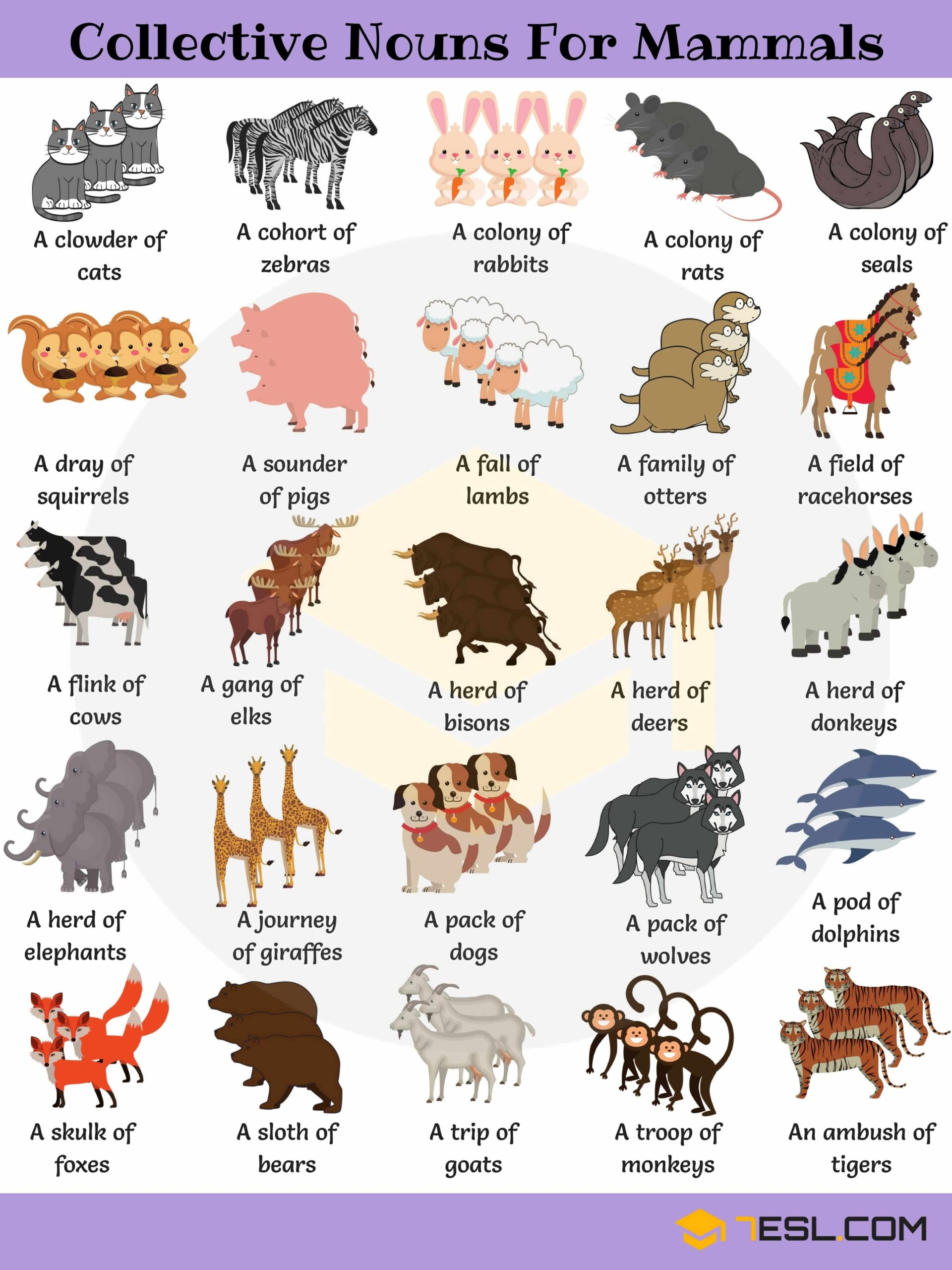 250 Collective Nouns For Animals In English 7ESL