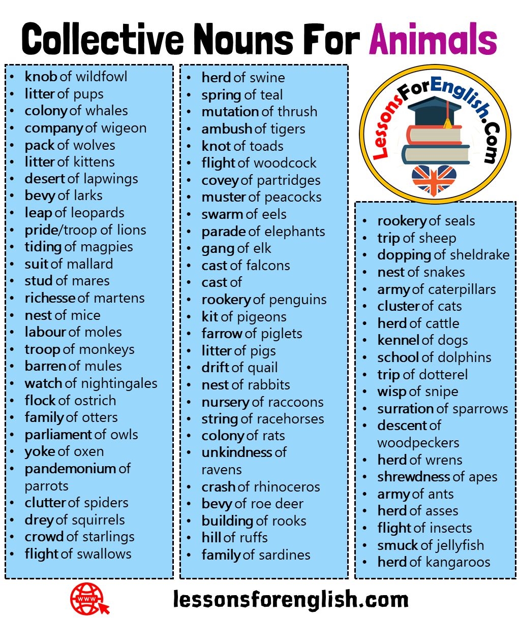80 Collective Nouns For Animals Lessons For English