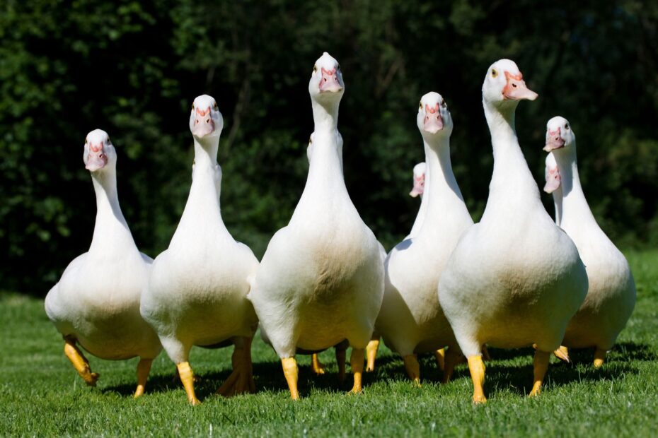 A Compiled List Of Collective Nouns The New Yorker