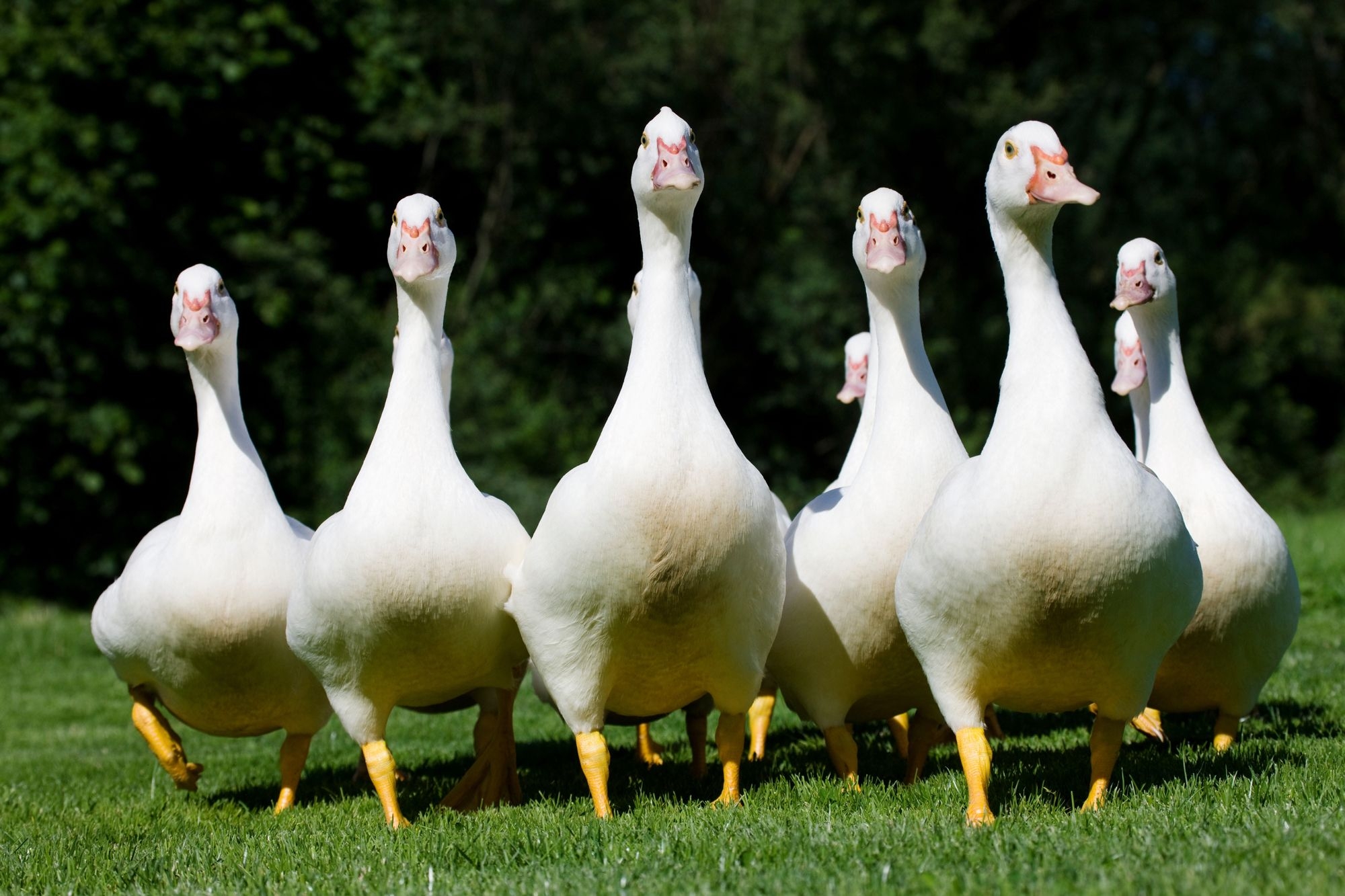 A Compiled List Of Collective Nouns The New Yorker